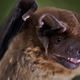 Common noctule (Nyctalus noctula). (Image: MPI f. Ornithology/ K. Safi)